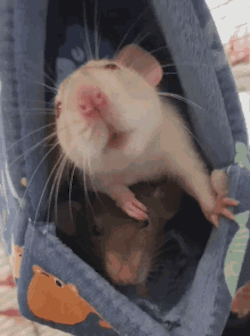 a rat getting a boop on the nose