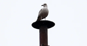 photo of a seagull perched on top of cone covered chimney vent.