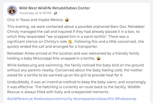 A Facebook post from the Wild West Rehabilitation Center reading "Only in Texas and maybe Mexico. This evening, we were contacted about a possible orphaned Barn Owl. Rehabber Christy managed the call and inquired if they had already placed it in a box, to which they responded “we wrapped him in a warm tortilla”. There was a significant silence on Christy’s side. Following this and a little concerned, she  quickly ended the call and arranged for a transporter. Rehabber Amee arrived at the location and was welcomed by a friendly family holding a baby Mississippi Kite wrapped in a tortilla. While barbecuing and swimming, the family noticed the baby bird on the ground without any parents nearby. Concerned about the baby feeling cold, the mother asked for a tortilla to be warmed up on the grill to provide heat for it. Undoubtedly, it was an inventive method to keep the baby warm, and surprisingly, it was effective. The hatchling is currently en route back to the facility. Wildlife Rescue is always filled with lively and unexpected moments. #wildliferescue #weloveourcommunity #compassionisbeautiful #thatsawrap"