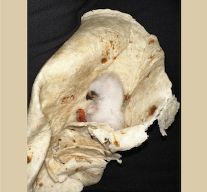 A young nestling Mississippi Kite wrapped in a white tortilla.