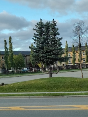 An evergreen tree with two large branches that split off and have their own tree trops making the trunk look like a trident.