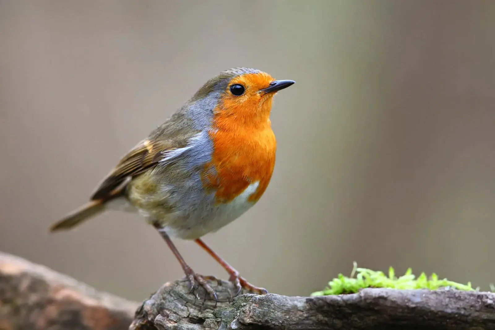 A european robin sits on a mossy rock. Its body is small and round, with its neck and chest displaying red feathers, and the rest of its body having light gray and light brown colors. Its beak is short and black.