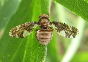 A pale gold fly sits on a leaf with its wings outstretched to either side. Its wings are rounded and mostly brown with specks of translucent spots. Its body is wide with tiny hairs. 