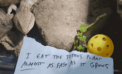 gif of my blue tongue skink in her bioactive enclosure next to a plant with a few bedraggled leaves. a piece of paper in front of her says "I eat the Pothos plant ALMOST as fast as it grows." she flicks out her blue tongue nonchalantly, not caring that she is being skinkshamed