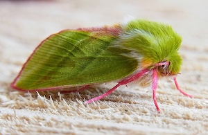 A small, fuzzy moth with bright, lime green coloration and pink legs. 