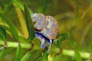 A freshwater snail with a tan, conical shell that features silvery blue stripes. Its body is a dark blue with white spots. The snail is sitting on some seagrass.