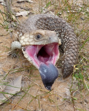 A photo of a shingleback skink taken from slightly above. It’s dark in color, with rough textured scales, and has its jaws open to reveal a blue tongue. 