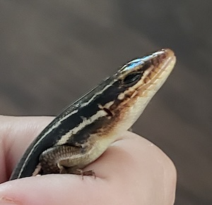 five lined skink in my hand looking smug