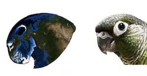 the head of the above creature next to the head of a green cheeked conure, showing the similarities