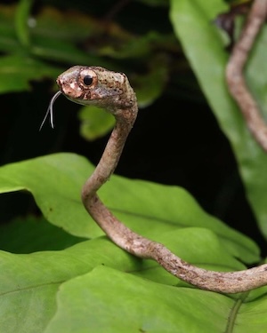 A photo of a blunthead slug snake. The snake is brownish in color, has a blunted face, and a huge round eye.