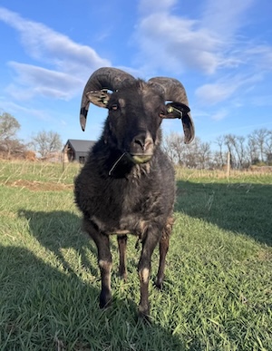 a sheep looking into the camera. the right side of his body is black, the left is gray, with a straight, almost perfectly ventrical line between them.
