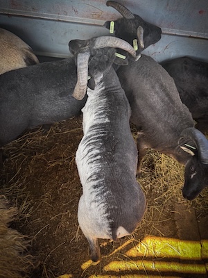 the same sheep just after shearing. the skin under the gray side is almost white, revealing a very drastic color difference between the sides. on the back, the dividing line isn't straight but sharply zip-zapping