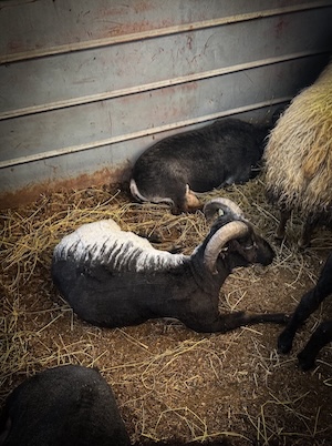 same sheep from a different angle