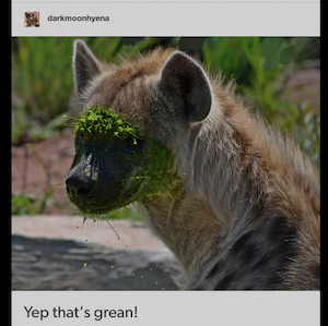 screenshot from tumblr blog darkmoonhyena: a photo of a hyena raising its head from a pond, covered in green pond life, with the caption "yep that's grean!" 