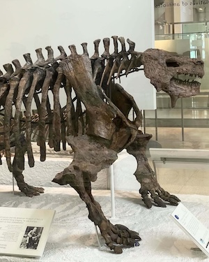 A photo of the fossilized skeleton of Scutosaurus on display at the Museum. The animal is quadrupedal with a barrel torso and stout strong legs. 
