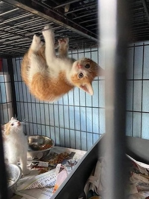 2 small kittens in a cage together. A mostly orange one is clinging to the ceiling in the foreground, looking bewildered. A mostly white one in the background is observing this with calm interest and some concern