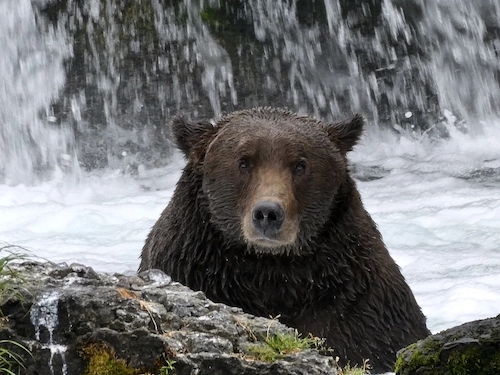 photograph of an enormously fat brown bear sitting in the river with a forlorn and dismayed expression on his face